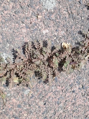 Euphorbia thymifolia
