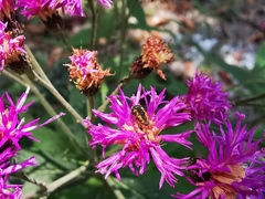 Acmaeodera neoneglecta