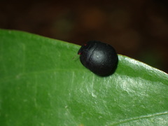 Calacta lugubris