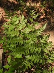 Anisocampium niponicum