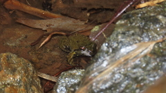 Insuetophrynus acarpicus