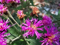 Acmaeodera neoneglecta