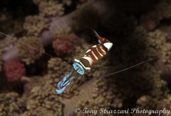 Ancylomenes magnificus