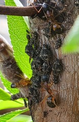 Pterochloroides persicae