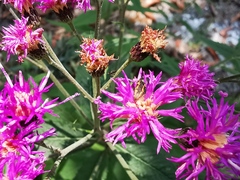 Acmaeodera neoneglecta