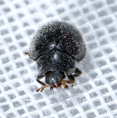 Rhyzobius forestieri