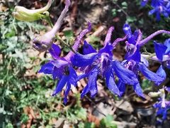 Delphinium madrense