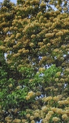 Crateva unilocularis