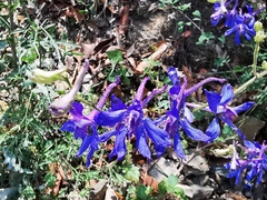 Delphinium madrense