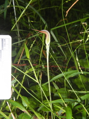 Pterostylis ophioglossa