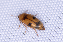 Diclidia