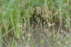 Diplacodes trivialis