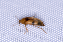Diclidia