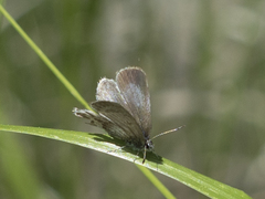 Celastrina asheri