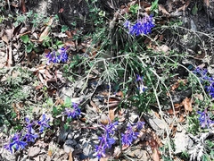 Delphinium madrense