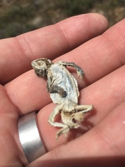 Phrynosoma douglasii