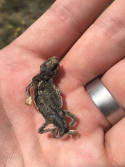 Phrynosoma douglasii