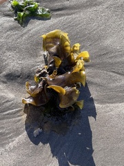 Padina durvillei