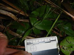 Pterostylis ophioglossa