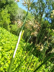 Cyperus articulatus