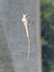 Ephemera orientalis