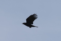 Corvus brachyrhynchos