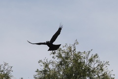 Corvus brachyrhynchos