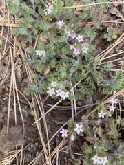 Collomia heterophylla