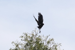 Corvus brachyrhynchos