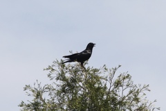 Corvus brachyrhynchos