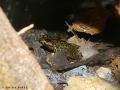 Thoropa miliaris