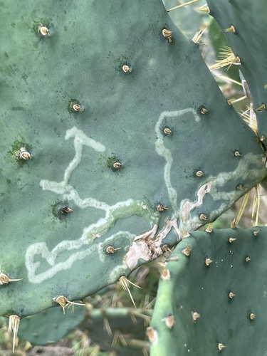 Opuntia Leaf Miner photo 5