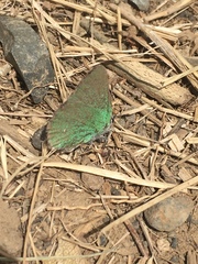 Callophrys affinis