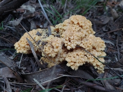 Ramaria capitata capitata