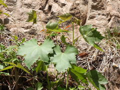 Ampelopsis humulifolia