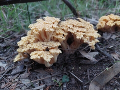 Ramaria capitata capitata