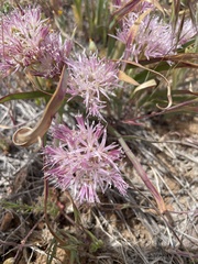 Allium anceps
