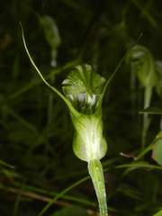 Pterostylis ophioglossa