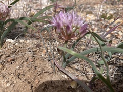 Allium anceps