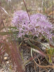 Allium anceps