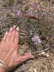 Allium anceps