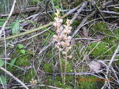 Corallorhiza striata vreelandii