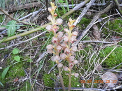 Corallorhiza striata vreelandii