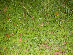Pterostylis ophioglossa