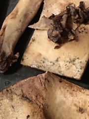 Penicillium chrysogenum