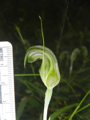 Pterostylis ophioglossa