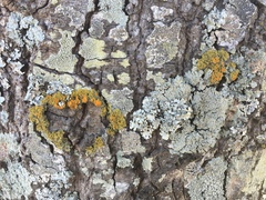 Teloschistes sieberianus