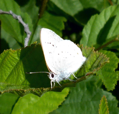 Satyrium sylvinus dryope