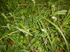 Pterostylis ophioglossa