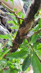Pterochloroides persicae